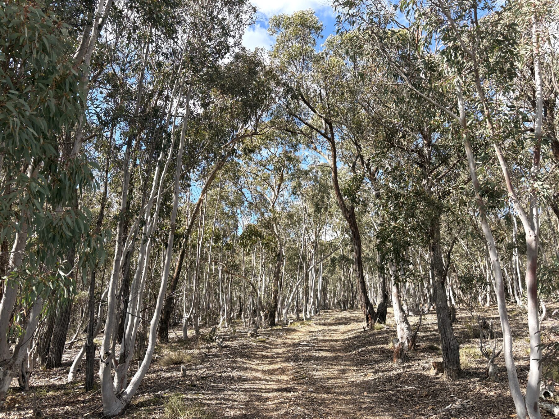 Rural: 654 Rosemont Road, Boxers Creek, via, Goulburn, NSW, 2580 photo-3